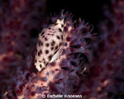 Cowry, Nikon D90 105mm by Eschelle Knoesen 